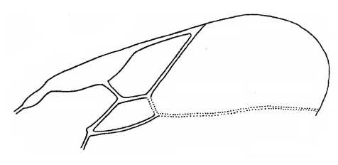 part of the front wing
