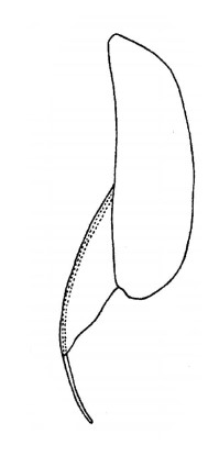 ♀ metasoma, lateral view