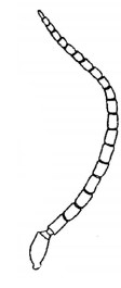 ♂ antenna