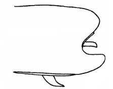 ♂ metasoma, lateral view