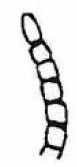 apex of antenna of ♀