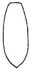 metasoma of ♀ in dorsal view