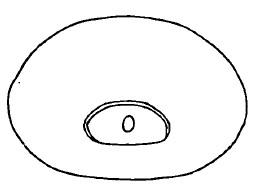 posterior end of male carapace