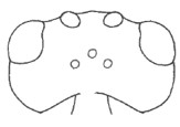 head in dorsal view