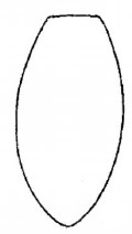 metasoma, dorsal view