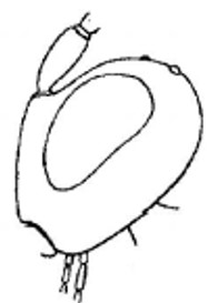 head, lateral view