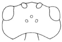 head in dorsal view 