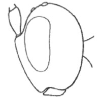 head in lateral view; 