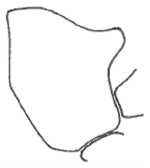 propodeum in lateral view