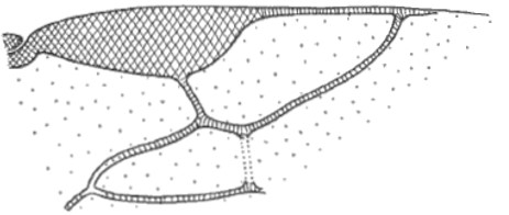  distal part of right fore wing