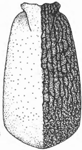 carapace in dorsal view