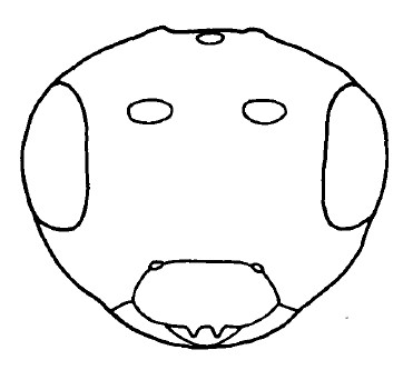  head, frontal aspect