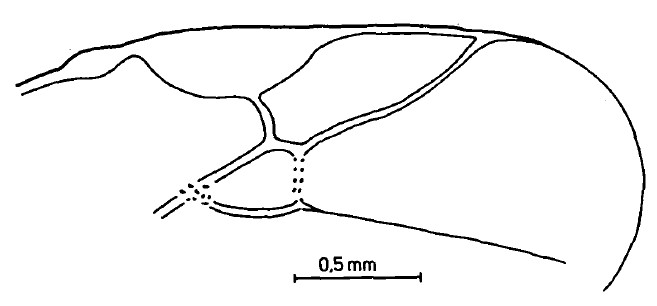  detail of marginal and second submarginal cells of fore wing;