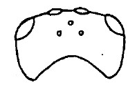 head in dorsal view