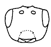 head in frontal view