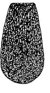 carapace in dorsal view (with sculpture)