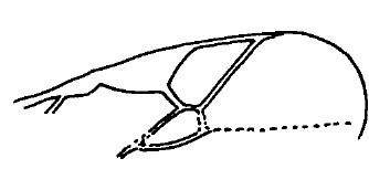 part of fore wing