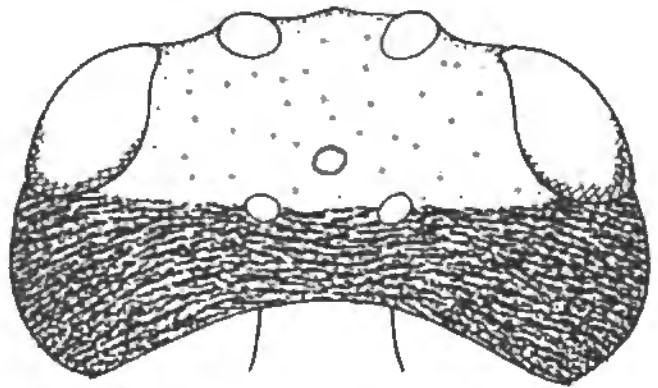 head in dorsal view