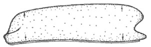 carapace of male in lateral view