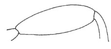 hind femur of female