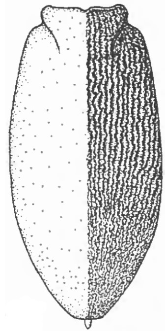 carapace of female in dorsal view with indication of variable longitudinal rugosity