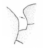 anterior part of mesonotum in lateral view (see arrow), 