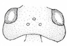 head in dorsal view