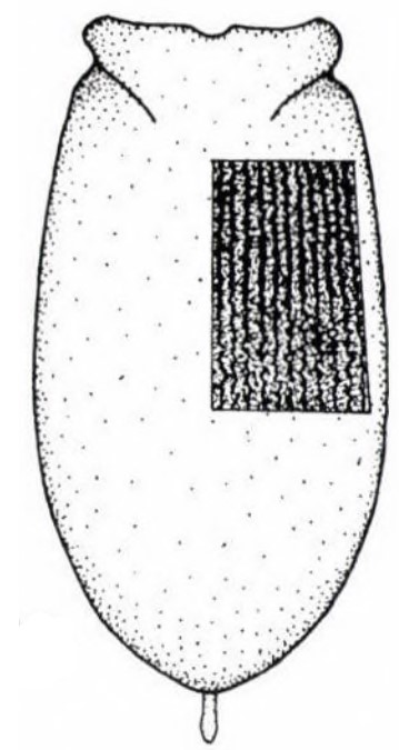 ♀ carapace in dorsal view with an indication of its sculpture