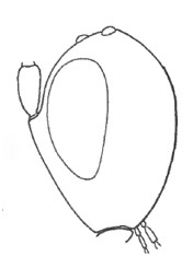 head in lateral view