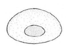 posterior end of male carapace with foramen in frontal view