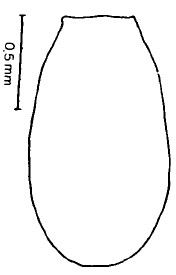 metasoma