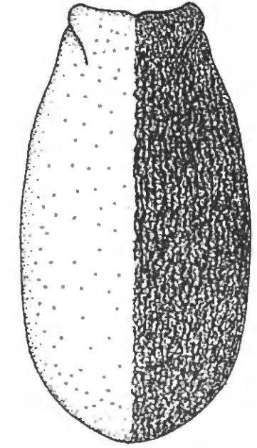 carapace of male in dorsal view