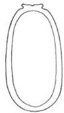♀ metasoma, ventral view