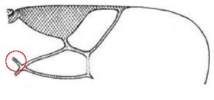 ♀ distal part of fore wing [?]