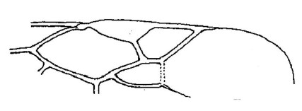 part of forewing