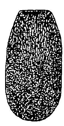 ♂ carapace in dorsal view (with sculpture)