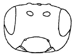 head, frontal view