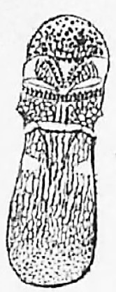 habitus