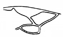 fore wing