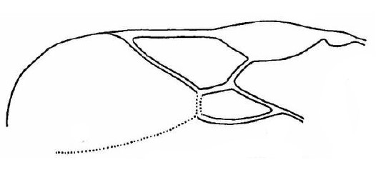 part of fore wing