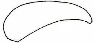 female metasoma, lateral view