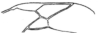 part of the fore wing