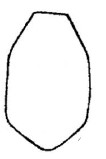  ♂ metasoma, dorsal view