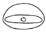  ♂ metasoma, posterior view
