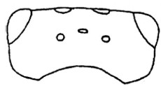 head, dorsal view