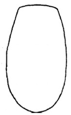 metasoma, dorsal view