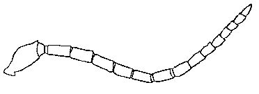 ♀ Antenna