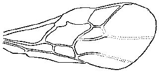 fore wing