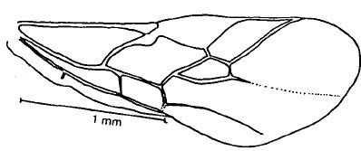 fore wing
