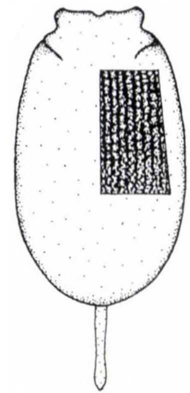 ♀ carapace in dorsal view with an indication of its sculpture